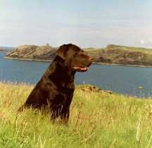 German Veteran Champion Ranger Tom aus Luehlsbusch