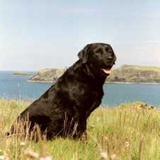 German Ch. Cornlands Continental Star