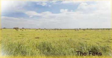 The Fens