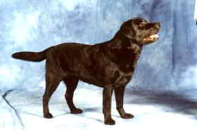 German Champion Cornlands Continental Star