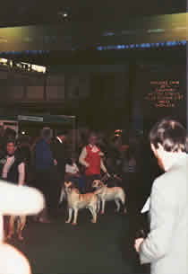 Judging Labradors 1991