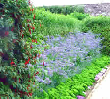 The Castle walled garden