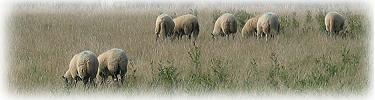 Grazing sheep Grazing sheep