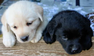 Cornlands Flora & Laurus